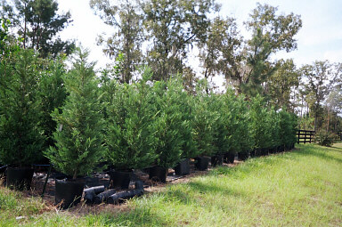 15 Gallon Leyland Cypress Trees 6 To 8 Feet Tall | Leyland Cypress Trees
