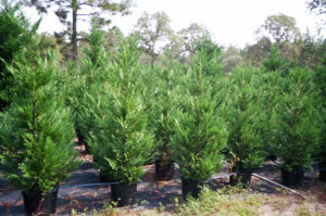 7 Gallon Leyland Cypress Trees 5 To 6 Feet Tall | Leyland Cypress Trees