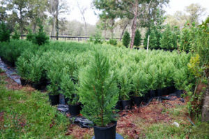 Thousands Of 30in To 42in Heavy Leyland Cypress Transplants | Leyland Cypress Trees